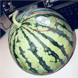 雅典娜网红吃瓜,揭秘娱乐圈吃瓜背后的真相  第1张