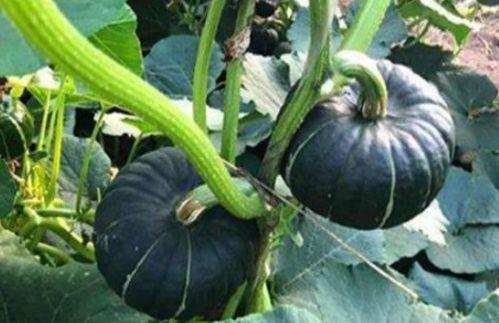 吃瓜网红比大小,谁才是真正的“瓜王”? 第1张 吃瓜网红比大小,谁才是真正的“瓜王”? 第1张